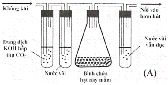 BÀI 5. HÔ HẤP Ở THỰC VẬT