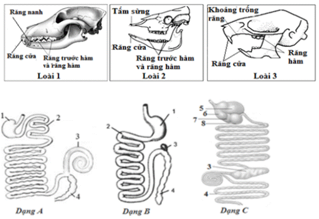 BÀI 8. DINH DƯỠNG VÀ TIÊU HÓA Ở ĐỘNG VẬT