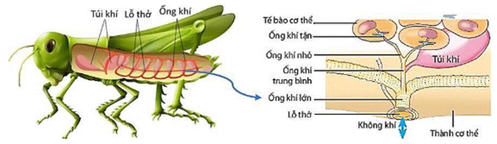 BÀI 7. HÔ HẤP Ở ĐỘNG VẬT