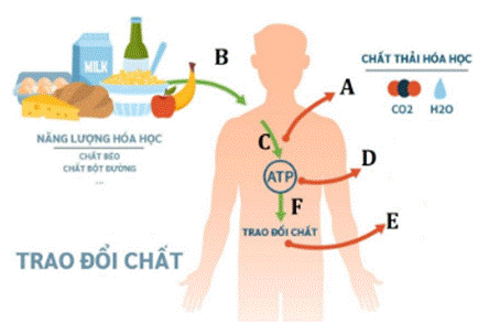 BÀI 1. KHÁI QUÁT VỀ TRAO ĐỔI CHẤT VÀ CHUYỂN HÓA NĂNG LƯỢNG