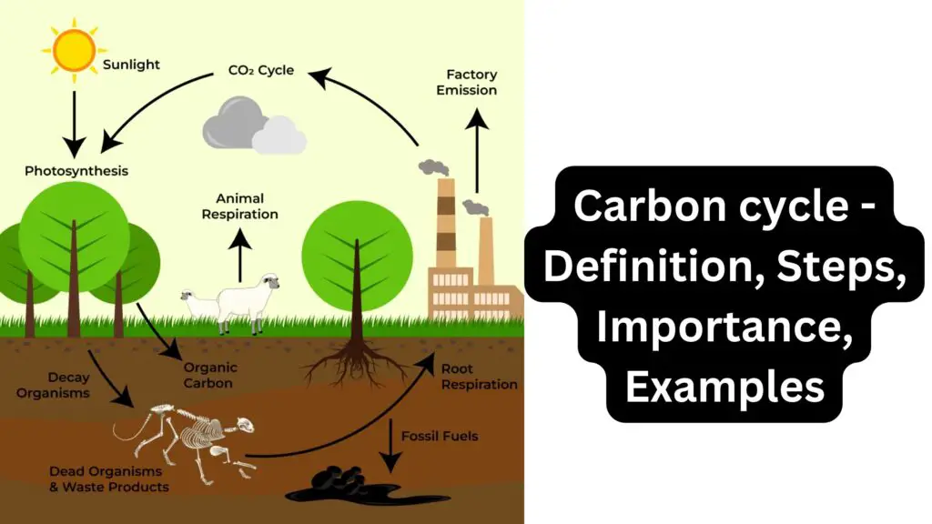 CHỦ ĐỀ 10: KHAI THÁC TÀI NGUYÊN TỪ VỎ TRÁI ĐẤTBÀI 34: NGUỒN CARBON. CHU TRÌNH CARBON VÀ SỰ ẤM LÊN TOÀN CẦU