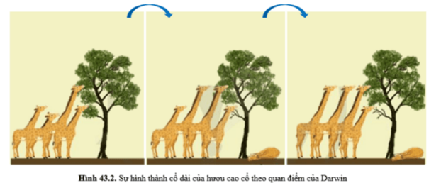 CHỦ ĐỀ 12: TIẾN HÓABÀI 43: CƠ CHẾ TIẾN HÓA