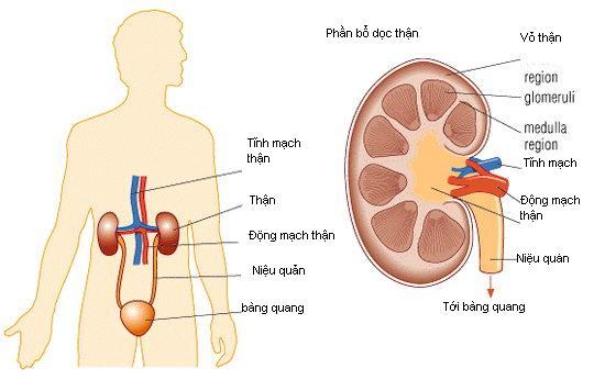  KHÁI QUÁT VỀ CƠ THỂ NGƯỜI