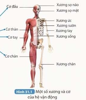  KHÁI QUÁT VỀ CƠ THỂ NGƯỜI