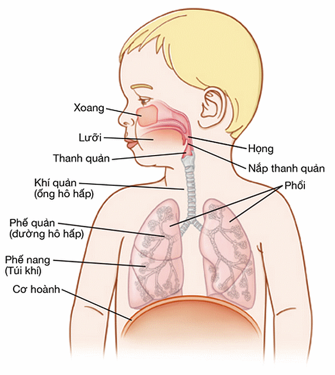  KHÁI QUÁT VỀ CƠ THỂ NGƯỜI