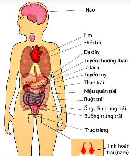  KHÁI QUÁT VỀ CƠ THỂ NGƯỜI