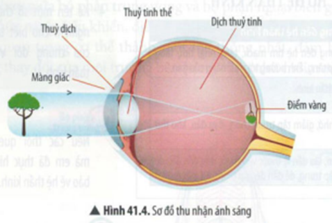 BÀI 41: HỆ THẦN KINH VÀ CÁC GIÁC QUAN Ở NGƯỜI