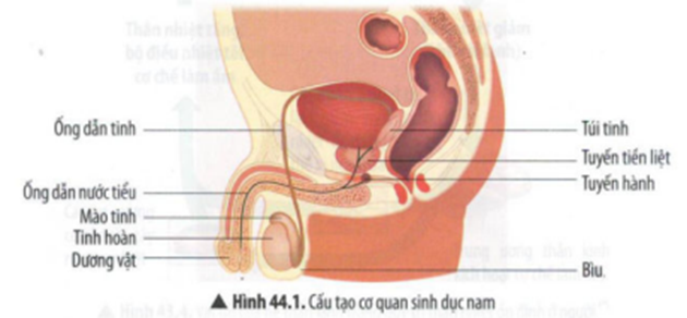 BÀI 44: HỆ SINH DỤC Ở NGƯỜI VÀ BẢO VỆ SỨC KHỎE SINH SẢN