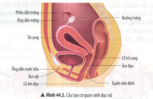 BÀI 44: HỆ SINH DỤC Ở NGƯỜI VÀ BẢO VỆ SỨC KHỎE SINH SẢN