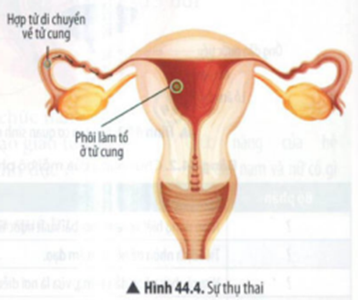 BÀI 44: HỆ SINH DỤC Ở NGƯỜI VÀ BẢO VỆ SỨC KHỎE SINH SẢN