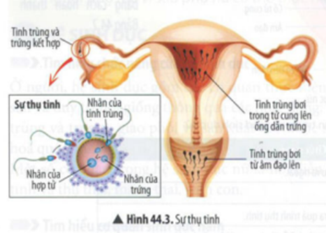 BÀI 44: HỆ SINH DỤC Ở NGƯỜI VÀ BẢO VỆ SỨC KHỎE SINH SẢN