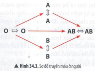 BÀI 34: MÁU VÀ HỆ TUẦN HOÀN CỦA CƠ THỂ NGƯỜI