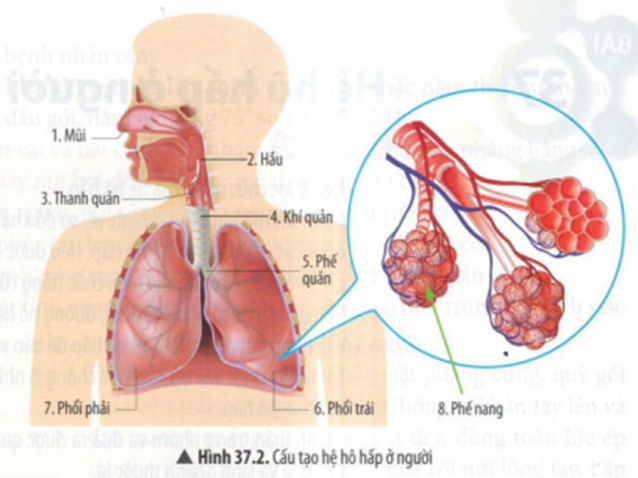 BÀI 37: HỆ HÔ HẤP Ở NGƯỜI