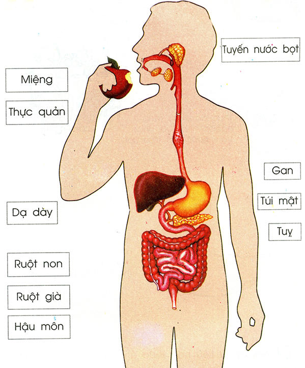  KHÁI QUÁT VỀ CƠ THỂ NGƯỜI