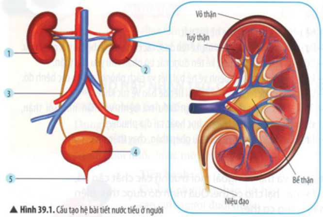 BÀI 39: HỆ BÀI TIẾT Ở NGƯỜI