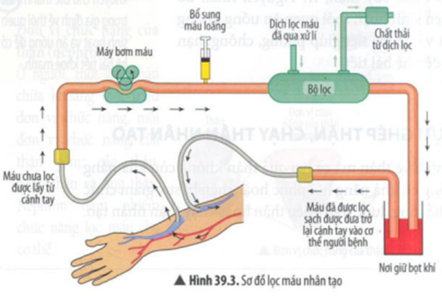 BÀI 39: HỆ BÀI TIẾT Ở NGƯỜI