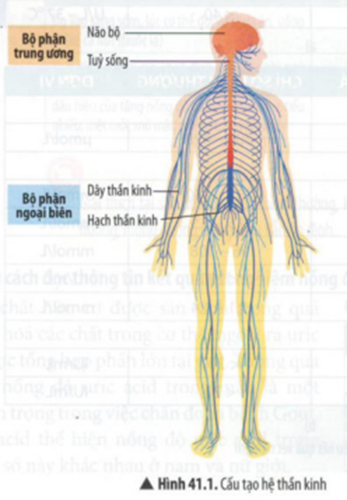 BÀI 41: HỆ THẦN KINH VÀ CÁC GIÁC QUAN Ở NGƯỜI