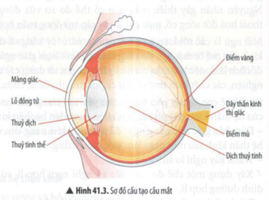 BÀI 41: HỆ THẦN KINH VÀ CÁC GIÁC QUAN Ở NGƯỜI