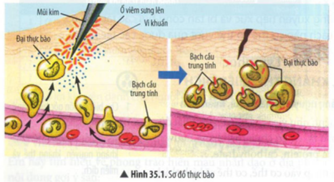 BÀI 35: MIỄN DỊCH