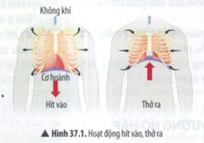 BÀI 37: HỆ HÔ HẤP Ở NGƯỜI