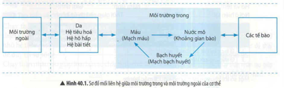 BÀI 40: ĐIỀU HÒA MÔI TRƯỜNG TRONG CƠ THỂ