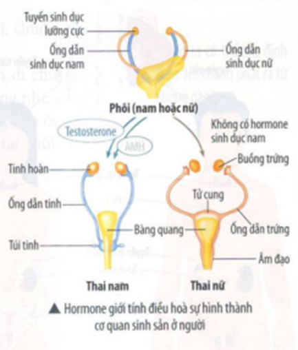 BÀI 42: HỆ NỘI TIẾT Ở NGƯỜI