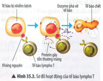 BÀI 35: MIỄN DỊCH