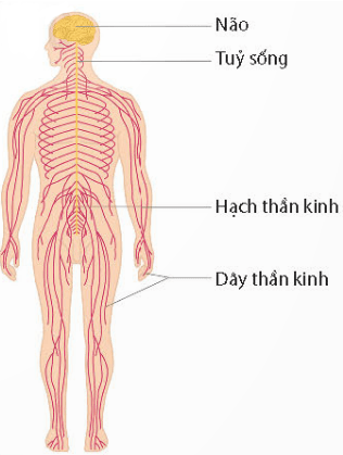  KHÁI QUÁT VỀ CƠ THỂ NGƯỜI