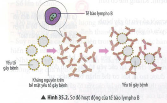 BÀI 35: MIỄN DỊCH