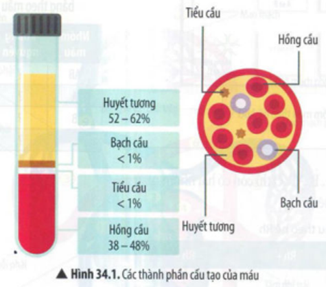 BÀI 34: MÁU VÀ HỆ TUẦN HOÀN CỦA CƠ THỂ NGƯỜI