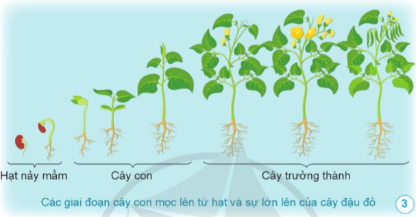 1. NHẬN BIẾT (4 CÂU)Câu 1: Nêu tên các bộ phận của hạt đậu trong hình.Câu 2: Dựa vào hình 2, vẽ sơ đồ và ghi chú tên các bộ phận của hạt lạc.Câu 3: Nêu các giai đoạn cây con mọc lên từ hạt và sự lớn lên của cây đậu đỏ. Ở mỗi giai đoạn, cây thay đổi như thế nào?Câu 4: Cho biết cây con trong các hình 5, 6, 7 mọc ra từ bộ phận nào của cây mẹ. Trình bày sự lớn lên của cây con đó.2. THÔNG HIỂU (3 CÂU)Câu 1: Sắp xếp các hình từ 4a đến 4g cho phù hợp với mỗi giai đoạn phát triển của cây, nêu tên mỗi giai đoạn đó.Câu 2: Sắp xếp các hình phù hợp với các giai đoạn phát triển của cây khoai tây bắt đầu từ thân (thân củ). Nêu tên mỗi giai đoạn của cây.Câu 3: Sắp xếp các hình sau đây theo theo thứ tự các giai đoạn phát triển của cây. Nêu tên mỗi giai đoạn của cây.                   a)                           b)                        c)                         d)                       e)      3. VẬN DỤNG (3 CÂU)