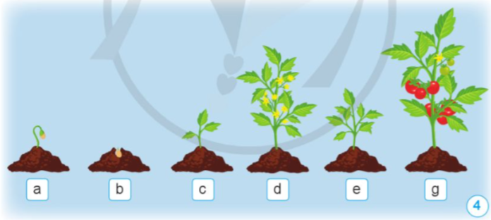 1. NHẬN BIẾT (4 CÂU)Câu 1: Nêu tên các bộ phận của hạt đậu trong hình.Câu 2: Dựa vào hình 2, vẽ sơ đồ và ghi chú tên các bộ phận của hạt lạc.Câu 3: Nêu các giai đoạn cây con mọc lên từ hạt và sự lớn lên của cây đậu đỏ. Ở mỗi giai đoạn, cây thay đổi như thế nào?Câu 4: Cho biết cây con trong các hình 5, 6, 7 mọc ra từ bộ phận nào của cây mẹ. Trình bày sự lớn lên của cây con đó.2. THÔNG HIỂU (3 CÂU)Câu 1: Sắp xếp các hình từ 4a đến 4g cho phù hợp với mỗi giai đoạn phát triển của cây, nêu tên mỗi giai đoạn đó.Câu 2: Sắp xếp các hình phù hợp với các giai đoạn phát triển của cây khoai tây bắt đầu từ thân (thân củ). Nêu tên mỗi giai đoạn của cây.Câu 3: Sắp xếp các hình sau đây theo theo thứ tự các giai đoạn phát triển của cây. Nêu tên mỗi giai đoạn của cây.                   a)                           b)                        c)                         d)                       e)      3. VẬN DỤNG (3 CÂU)