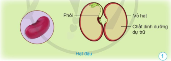 1. NHẬN BIẾT (4 CÂU)Câu 1: Nêu tên các bộ phận của hạt đậu trong hình.Câu 2: Dựa vào hình 2, vẽ sơ đồ và ghi chú tên các bộ phận của hạt lạc.Câu 3: Nêu các giai đoạn cây con mọc lên từ hạt và sự lớn lên của cây đậu đỏ. Ở mỗi giai đoạn, cây thay đổi như thế nào?Câu 4: Cho biết cây con trong các hình 5, 6, 7 mọc ra từ bộ phận nào của cây mẹ. Trình bày sự lớn lên của cây con đó.2. THÔNG HIỂU (3 CÂU)Câu 1: Sắp xếp các hình từ 4a đến 4g cho phù hợp với mỗi giai đoạn phát triển của cây, nêu tên mỗi giai đoạn đó.Câu 2: Sắp xếp các hình phù hợp với các giai đoạn phát triển của cây khoai tây bắt đầu từ thân (thân củ). Nêu tên mỗi giai đoạn của cây.Câu 3: Sắp xếp các hình sau đây theo theo thứ tự các giai đoạn phát triển của cây. Nêu tên mỗi giai đoạn của cây.                   a)                           b)                        c)                         d)                       e)      3. VẬN DỤNG (3 CÂU)