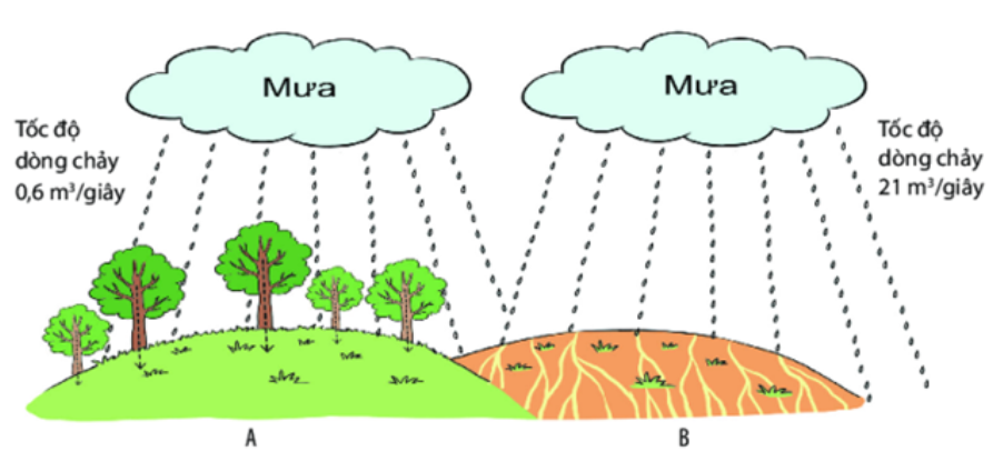 BÀI 19: ĐA DẠNG THỰC VẬT