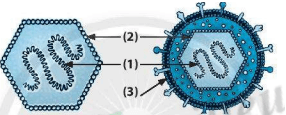 BÀI 16: VIRUS VÀ VI KHUẨN