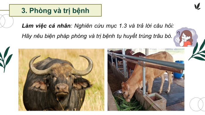 Giáo án điện tử Công nghệ chăn nuôi 11 cánh diều Bài 15: Phòng, trị một số bệnh phổ biến ở trâu, bò