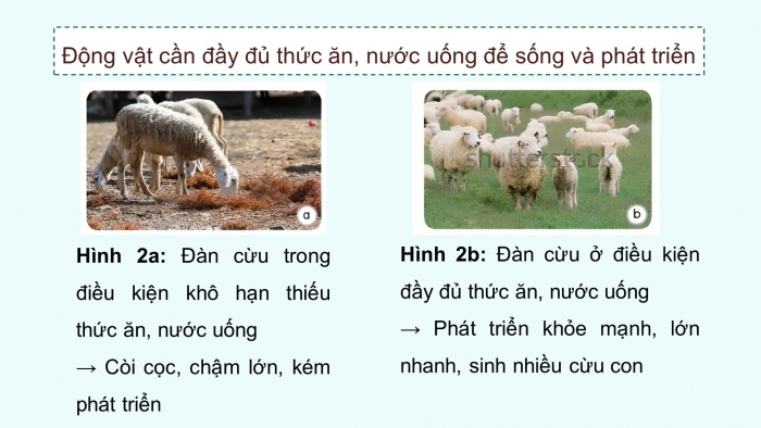 Giáo án điện tử Khoa học 4 kết nối Bài 16: Động vật cần gì để sống?