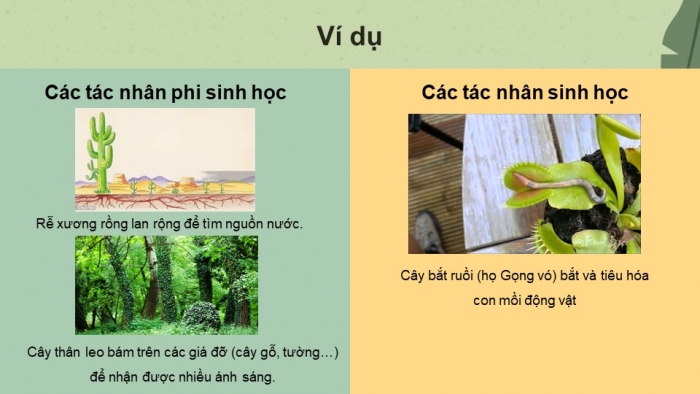 Giáo án điện tử Sinh học 11 cánh diều Bài 12: Cảm ứng ở thực vật (P1)