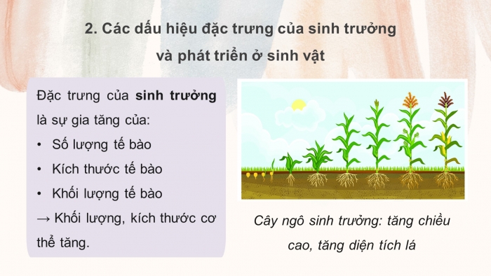 Giáo án điện tử Sinh học 11 chân trời Bài 19: Khái quát về sinh trưởng và phát triển ở sinh vật