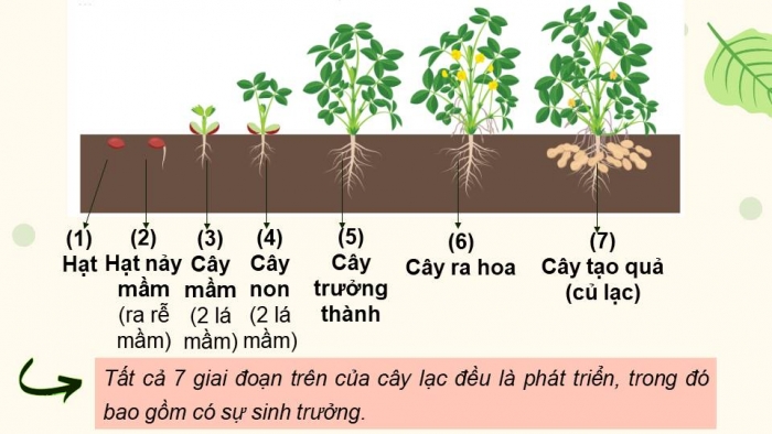 Giáo án điện tử Sinh học 11 cánh diều Bài 15: Khái quát về sinh trưởng và phát triển ở sinh vật