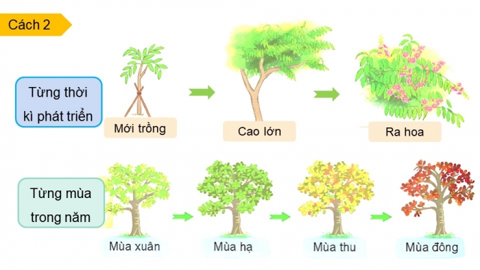 Giáo án điện tử Tiếng Việt 4 chân trời CĐ 5 Bài 2 Viết: Quan sát, tìm ý cho bài văn miêu tả cây cối