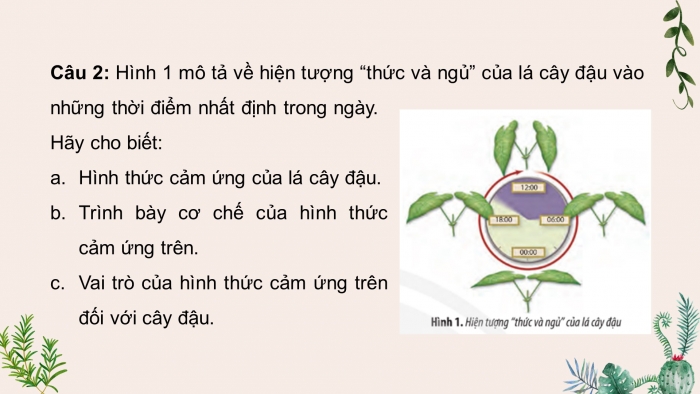 Giáo án điện tử Sinh học 11 chân trời: Ôn tập Chương 2