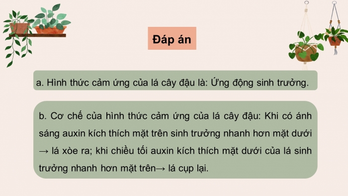 Giáo án điện tử Sinh học 11 chân trời: Ôn tập Chương 2