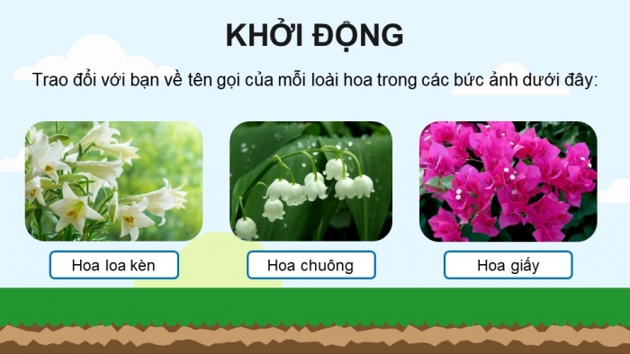 Giáo án điện tử Tiếng Việt 4 chân trời CĐ 6 Bài 5 Đọc: Hoa cúc áo