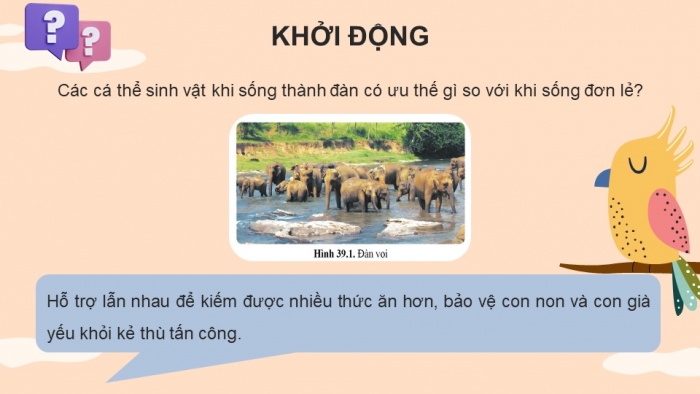 Giáo án điện tử KHTN 8 cánh diều Bài 39: Quần thể sinh vật