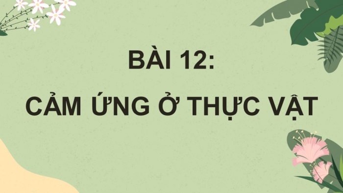 Giáo án điện tử Sinh học 11 cánh diều Bài 12: Cảm ứng ở thực vật (P1)