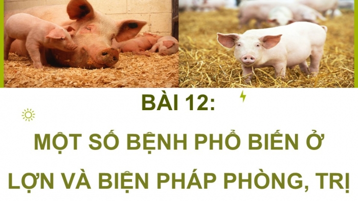 Giáo án điện tử Công nghệ chăn nuôi 11 kết nối Bài 12: Một số bệnh phổ biến ở lợn và biện pháp phòng, trị