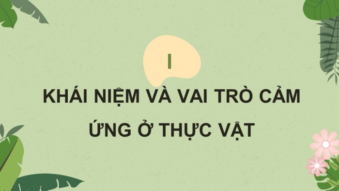 Giáo án điện tử Sinh học 11 cánh diều Bài 12: Cảm ứng ở thực vật (P1)