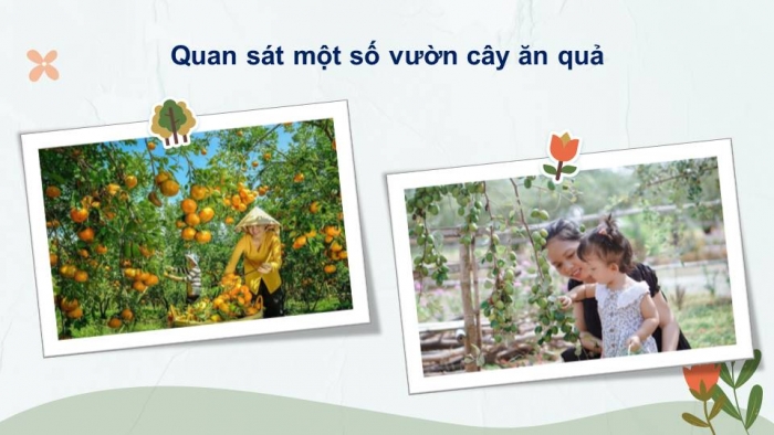 Giáo án điện tử Tiếng Việt 4 kết nối Bài 13 Đọc: Vườn của ông tôi