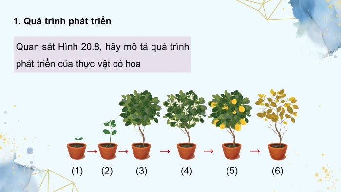 Giáo án điện tử Sinh học 11 chân trời Bài 20: Sinh trưởng và phát triển ở thực vật (P2)